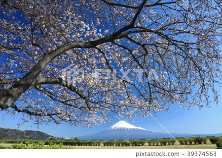 Sakura and Mt. Fuji Sakura and Mt. Fuji 39374563