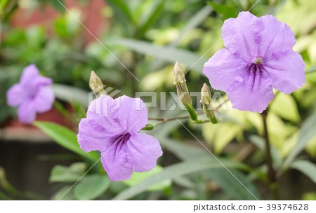 Garden of Purple Ruellia Tuberosa or Minnieroot 39374628