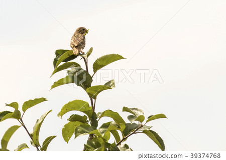 Corn bunting (Emberiza calandra) Corn bunting (Emberiza calandra) 39374768