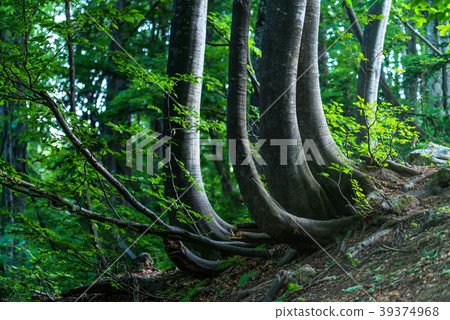 Krummholz trees in forest 39374968