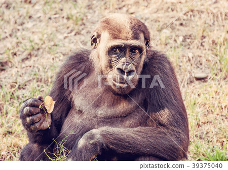 Western lowland gorilla is posing, red filter Western lowland gorilla is posing, red filter 39375040