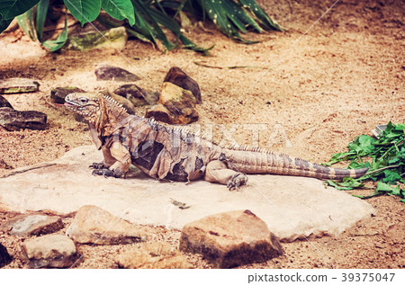 Cuban rock iguana - Cyclura nubile, red filter 39375047