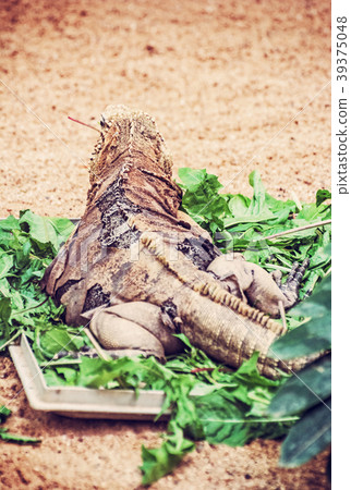 Cuban rock iguana - Cyclura nubile, lizard scene 39375048