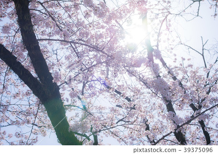Cherry blossom cherry blossom Cherry blossom cherry blossom 39375096