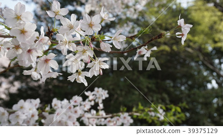 Background of cherry blossoms and fresh green New Year up Sakura and green Background of cherry blossoms and fresh green New Year up Sakura and green 39375129