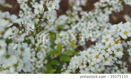 小白花-雪柳春天-照片-背景 39375133