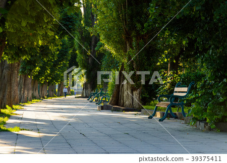 chestnut alley with benches in summertime chestnut alley with benches in summertime 39375411