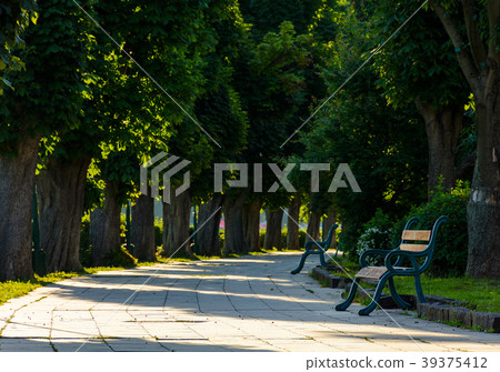 chestnut alley with benches in summertime chestnut alley with benches in summertime 39375412