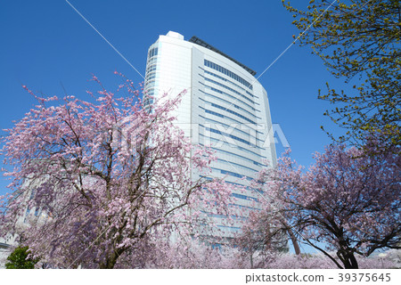 櫻花和高崎市政廳 39375645