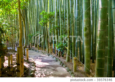 鎌倉報告國家竹園 鎌倉報告國家竹園 39376346