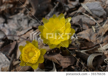 阿多尼斯 39376636