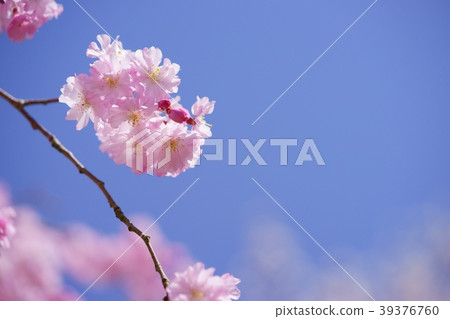 Blue and pink sky and drooping cherry blossoms frame 1 Blue and pink sky and drooping cherry blossoms frame 1 39376760