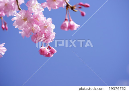 Blue and pink, sky and drooping cherry blossoms frame 2 Blue and pink, sky and drooping cherry blossoms frame 2 39376762