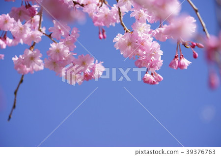 Blue and pink sky and drooping cherry frame 3 39376763