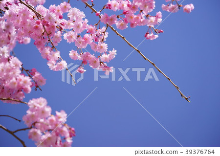 Blue and pink sky and drooping cherry frame 4 Blue and pink sky and drooping cherry frame 4 39376764