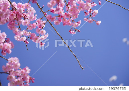 Blue and pink sky and sagging cherry frame 5 Blue and pink sky and sagging cherry frame 5 39376765