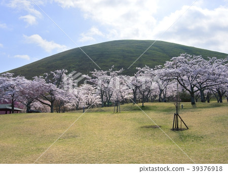 Omuroyama和Sakura 39376918