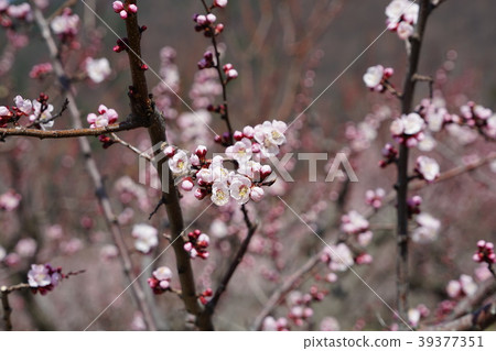 Anzu flower Anzu flower 39377351