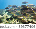 沖繩海 39377406