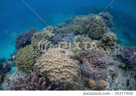 沖繩海 39377408