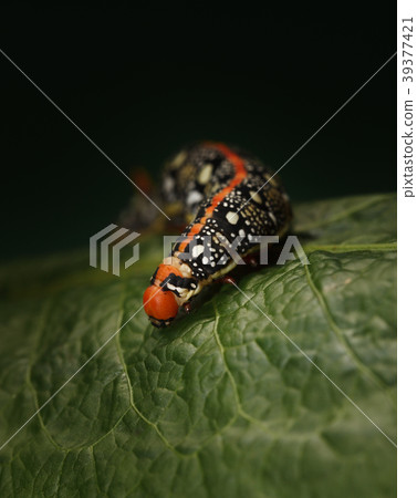 Macro of caterpillar on leaf Macro of caterpillar on leaf 39377421