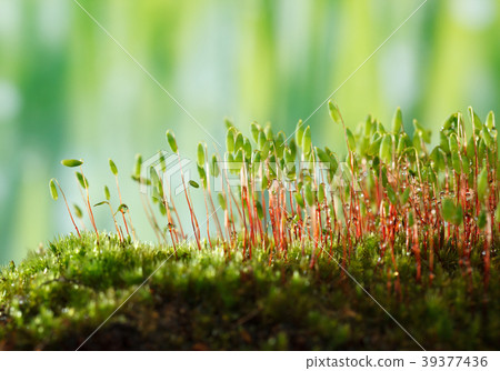 Bryum moss 39377436