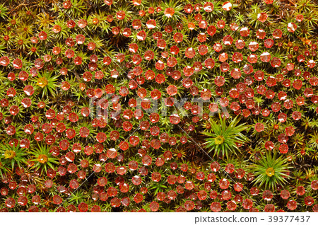 Red moss background Red moss background 39377437
