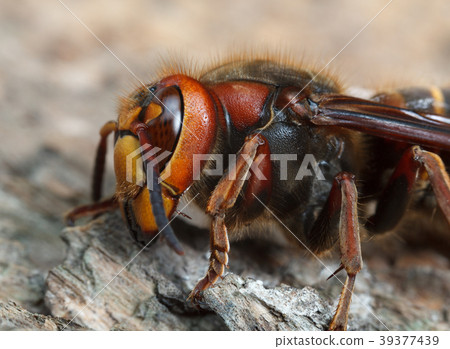 Hornet lateral view Hornet lateral view 39377439