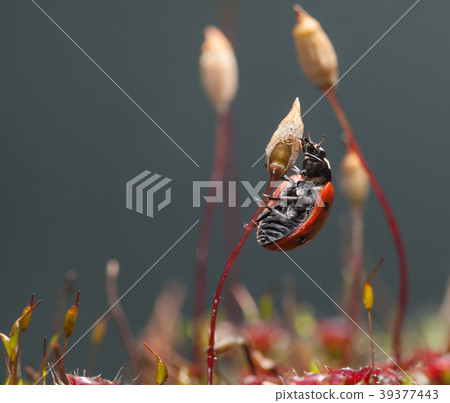 Beetle climbed on moss seta Beetle climbed on moss seta 39377443
