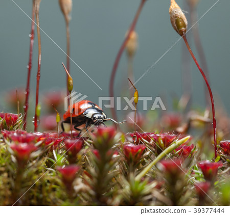 Beetle walks on mossy forest floor Beetle walks on mossy forest floor 39377444