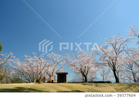 蛇谷公園櫻桃樹 蛇谷公園櫻桃樹 39377604