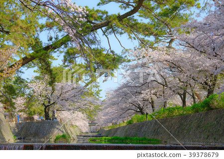 兵庫縣鴨川公園的櫻花 兵庫縣鴨川公園的櫻花 39378679