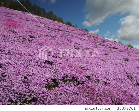 Shiba Saku Toigami Shiba Saku Toigami 39378761