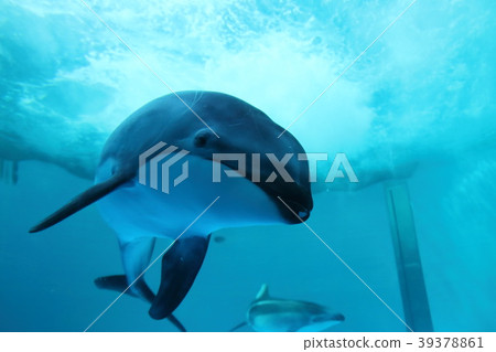 海豚 39378861