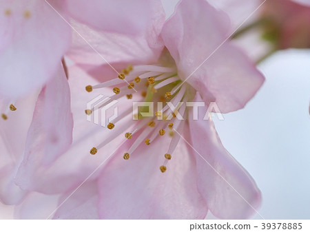 Cherry blossoms 39378885