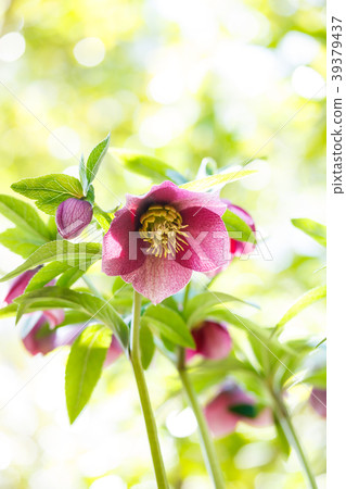 Christmas rose Christmas rose 39379437