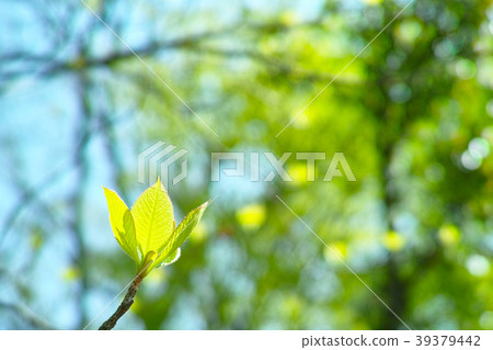 When it is young leaf Eco-image 39379442