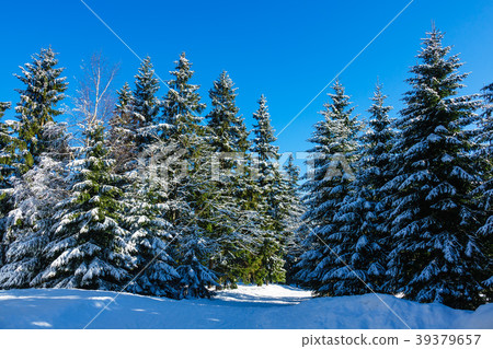 Winter with snow in the Giant Mountains Winter with snow in the Giant Mountains 39379657