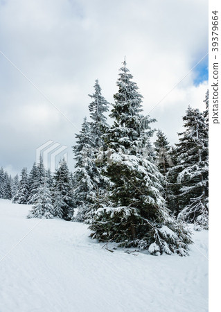 Winter with snow in the Giant Mountains 39379664