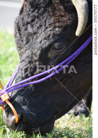 Ox cart, sightseeing ox cart, Izumi City, Kagoshima Prefecture 39379777