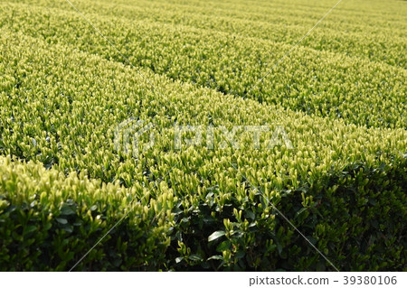 茶園Wakaba芽茶sdgs食品自給自足食品危機可持續碳中和 39380106