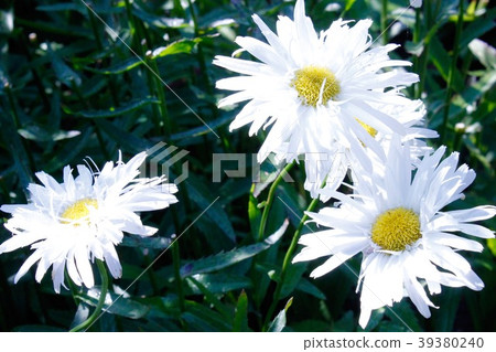 Chrysan semamu 'Snow drift' 39380240