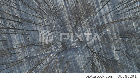 Aerial top view fly over bare birch forest on a Aerial top view fly over bare birch forest on a 39380291