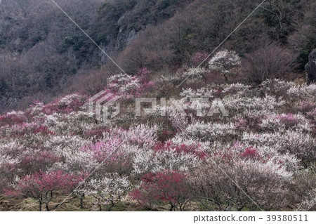 Plum forest 39380511