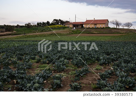 Field 39380573