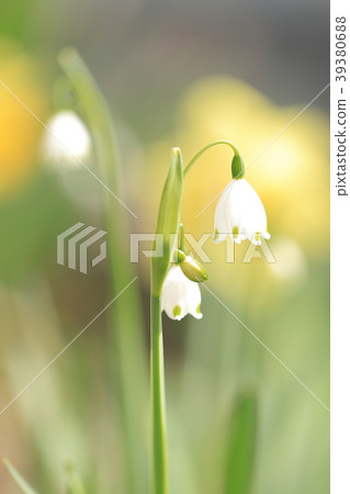 Lily of the valley 39380688