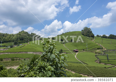 Tea source 39381071