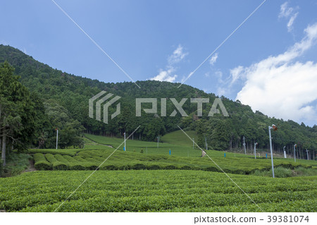 Tea source 39381074