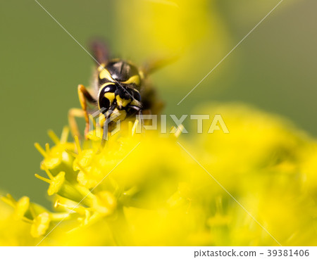 Wasp on yellow flower in nature 39381406