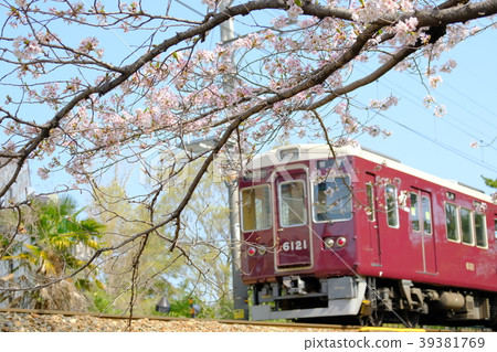 兵庫縣西宮市鴨川公園的櫻花和火車 兵庫縣西宮市鴨川公園的櫻花和火車 39381769